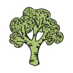 Green broccoli illustration isolated on white background. Vector