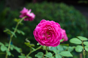 Fresh pink roses with dark green leave in  background.