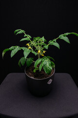 Tomatenpflanze mit Blüten vor schwarzem Hintergrund