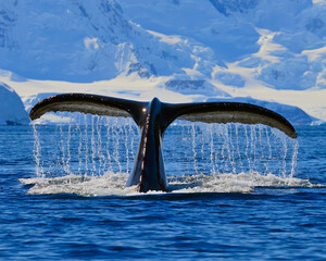 Fototapeta premium A Humpback Whale reveals its fluke as it dives deep into Wilhelmina Bay, Antarctica