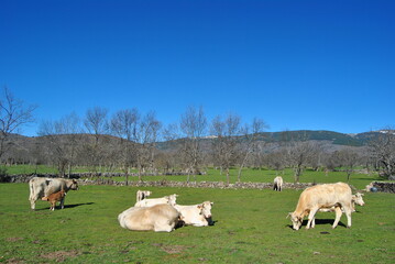 Fototapeta premium Cows and calves nursing in country in sunny day