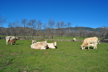 Fototapeta na wymiar Cows and calves nursing in country in sunny day