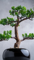 Plastic Bonsai Tree (artificial) with a small pot on a gray background.