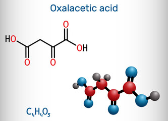 Oxaloacetic acid, oxalacetic acid, OAA, oxaloacetate molecule. It is oxodicarboxylic acid,  metabolic intermediate. Structural chemical formula, molecule model. Vector illustration