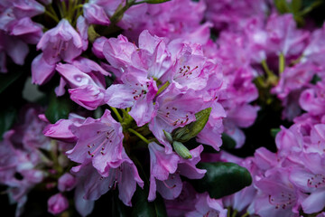 Pink Azalea (Rhododendron)