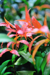 water droplets on a bunch of red leaves