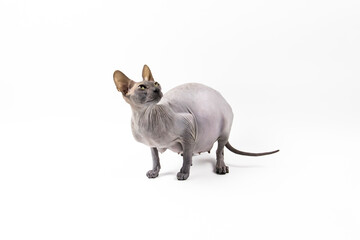 Sphynx pregnant cat. Beautiful gray hairless sphynx cat sit