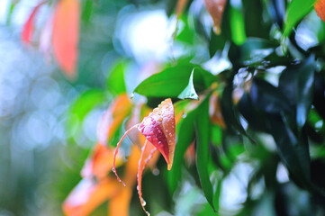 water droplets on a bunch of red leaves