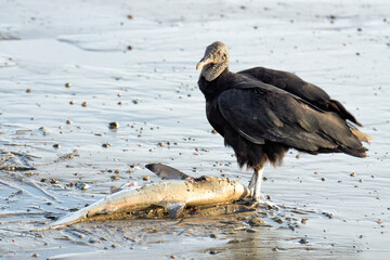 Black vulture eating carrion washed ashore
