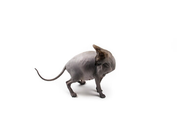 Sphynx pregnant cat. Beautiful gray hairless sphynx cat sit