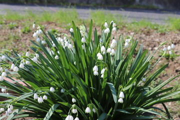 春の花壇に咲くスノーフレークの白い花
