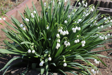 Obraz premium 春の花壇に咲くスノーフレークの白い花