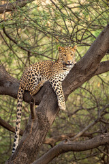 wilder männlicher leopard oder panther auf baumstamm mit blickkontakt im natürlichen grünen hintergrund im jhalana-wald oder im leopardenreservat jaipur rajasthan indien - panthera pardus fusca