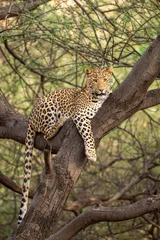 Wall murals Leopard wild male leopard or panther on tree trunk with eye contact in natural green background at jhalana forest or leopard reserve jaipur rajasthan india - panthera pardus fusca