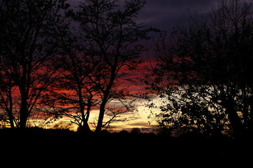 Sunset behind silhouetted trees, vibrant colours before darkness.