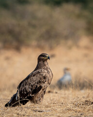 Steppe eagle or Aquila nipalensis portrait or closeup on ground in an open field during winter migration at jorbeer conservation reserve or dumping yard bikaner rajasthan India