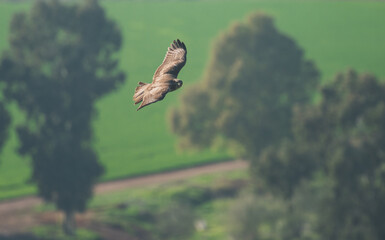 a view from above on a Long-legged buzzard