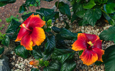 Orange red Hibiscus rosa-sinensis blooming, with green leaves background, close view