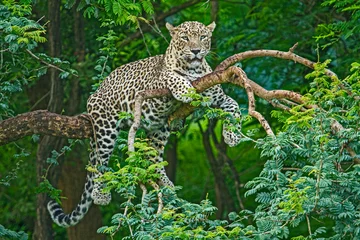Gartenposter Leopard Alarmierender Leopard auf dem Baum in Indien