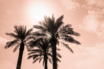 Tropical tourism paradise palms in sunny summer sun orange sky. Sun light shines through leaves of palm. Beautiful wanderlust travel journey symbol for vacation trip to southern holiday dream island