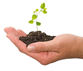Close up of Sapling in hands