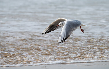 Sea gull is flying low above the water.