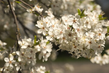 kwiat