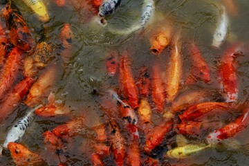 close up of fishes
