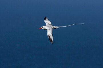 An adult Red-billed Tropicbird soars above the breeding colony - Tobago