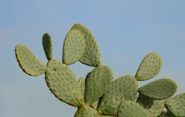 Close up of Cactus and sky