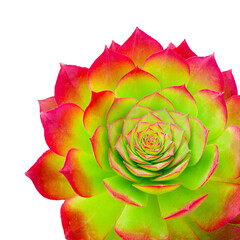  succulent plant isolated on white background
