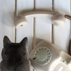 the cat bent over the removed receiver lying on the table next to the disk retro telephone top view. speak after meow