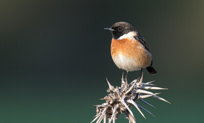 Male Stonechat on thistle