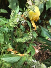 Bee pollinating flower