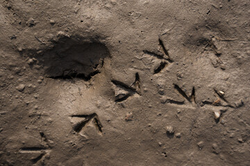 the bottom of the pond bed when you lower the water you can see various interesting patterns and masonry formed by mud and sand