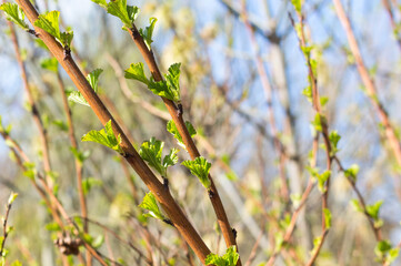 Green young leaves bloom in spring, sunny day, close-up