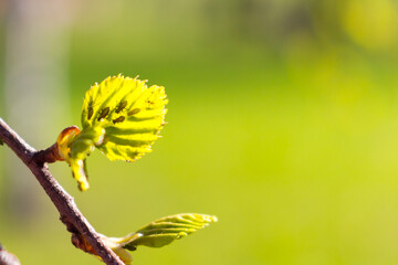 Young leaves of birch and aphids are an insect pest on the leaves.