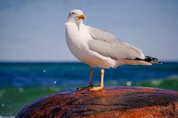 Seemöwe, Möwen an der Ostsee im Ostseebad Kühlungsborn