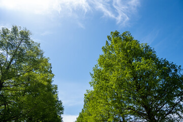 Fototapeta na wymiar 風景素材　鮮やかな新緑のメタセコイア並木