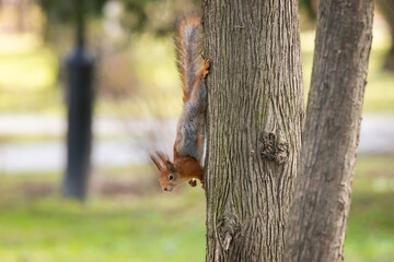 The squirrel with nut sits on a branches in the spring or summer. Portrait of the squirrel close-up. Eurasian red squirrel, Sciurus vulgaris