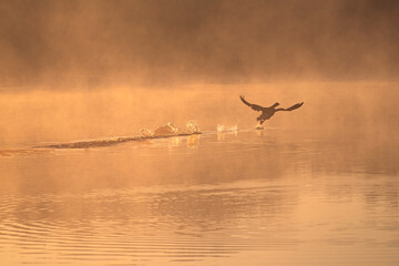 duck flying on the lake at sunrise