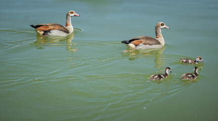 Familia de gansos del Nilo nadando