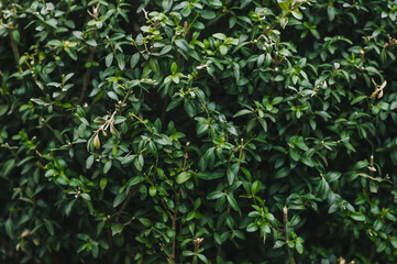 Texture, background of green foliage of boxwood. Branches of a growing shrub.