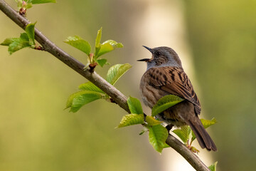Dunnock have a good old sing at the top of his little voice