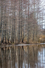 Fototapeta na wymiar Reflecting waters. Dramatic forest mirroring on a spring day.