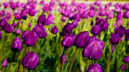 purple tulips in the garden