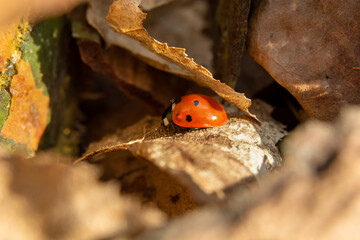 Red ladybug in dry leaves, spring day © darekb22