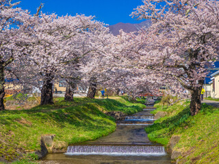 Row of cherry blossom trees along a stream (Kannonji river, Kawageta, Fukushima, Japan)