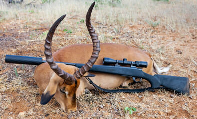 Trophy is an impala antelope and carbine after a safari in Africa.