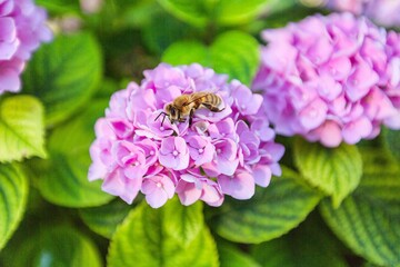Bee.